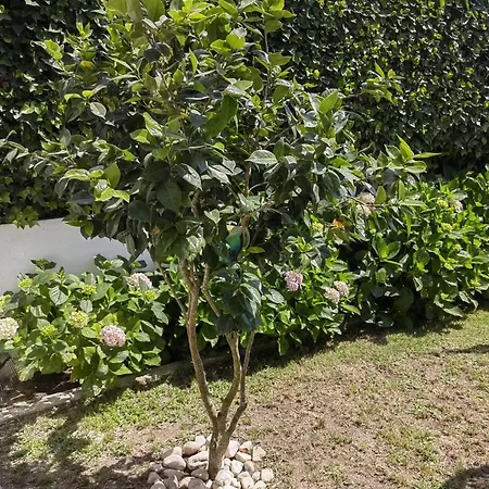 Casinha Do Chico