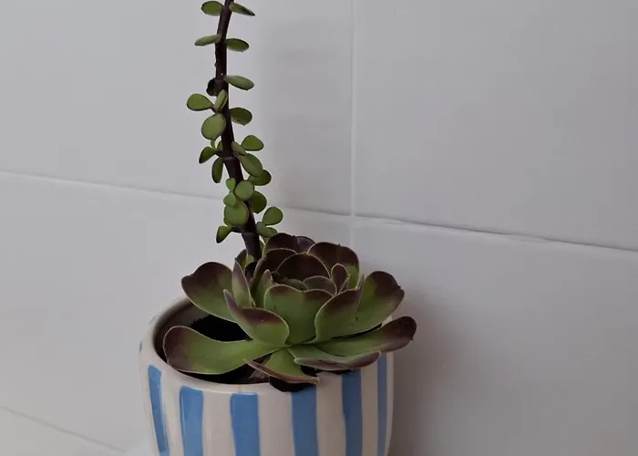 Casinha Do Chico * Charneca (Setubal)