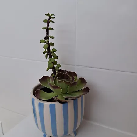 Casinha Do Chico * Charneca (Setubal)